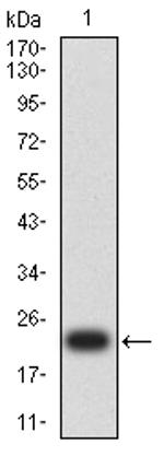 MYLK Antibody in Western Blot (WB)