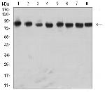 hnRNP M Antibody in Western Blot (WB)