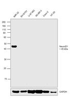 NeuroD1 Antibody