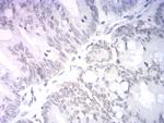 NeuroD1 Antibody in Immunohistochemistry (Paraffin) (IHC (P))