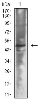 NeuroD1 Antibody in Western Blot (WB)