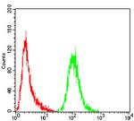 NOX4 Antibody in Flow Cytometry (Flow)