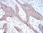 NOX4 Antibody in Immunohistochemistry (Paraffin) (IHC (P))