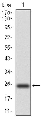 NOX4 Antibody in Western Blot (WB)