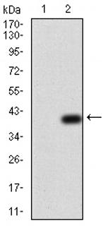 NOX4 Antibody in Western Blot (WB)