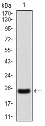 NOX4 Antibody in Western Blot (WB)