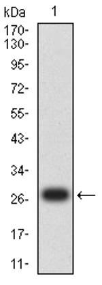 PAX2 Antibody in Western Blot (WB)