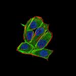 PDGFRA Antibody in Immunocytochemistry (ICC/IF)