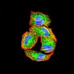 PIK3R4 Antibody in Immunocytochemistry (ICC/IF)