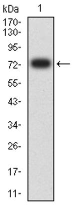 PLA2G7 Antibody in Western Blot (WB)