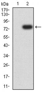 PLA2G7 Antibody in Western Blot (WB)