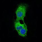 ADFP Antibody in Immunocytochemistry (ICC/IF)