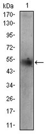 ADFP Antibody in Western Blot (WB)