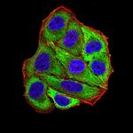 POMC Antibody in Immunocytochemistry (ICC/IF)