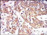 PON1 Antibody in Immunohistochemistry (Paraffin) (IHC (P))