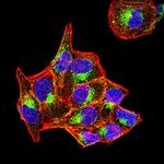 PSAP Antibody in Immunocytochemistry (ICC/IF)