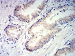 PSAP Antibody in Immunohistochemistry (Paraffin) (IHC (P))