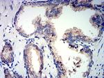 PSAP Antibody in Immunohistochemistry (Paraffin) (IHC (P))