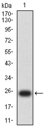 PSAP Antibody in Western Blot (WB)