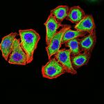 PSMC3 Antibody in Immunocytochemistry (ICC/IF)