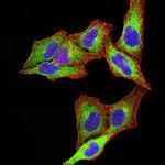 PSMC3 Antibody in Immunocytochemistry (ICC/IF)