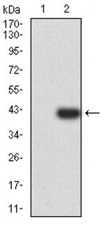 PSMC3 Antibody in Western Blot (WB)