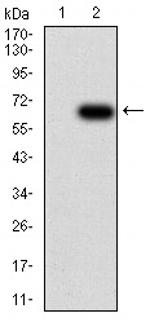 SHP-1 Antibody in Western Blot (WB)