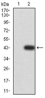 PYCARD Antibody in Western Blot (WB)