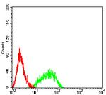 RAB27B Antibody in Flow Cytometry (Flow)