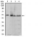 eRF1 Antibody in Western Blot (WB)