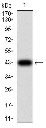 eRF1 Antibody in Western Blot (WB)