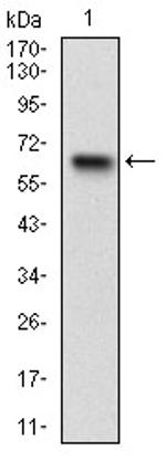 RSK3 Antibody in Western Blot (WB)