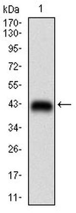 Raptor Antibody in Western Blot (WB)