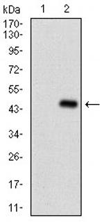 SERPINA7 Antibody in Western Blot (WB)