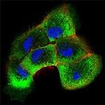 SHC Antibody in Immunocytochemistry (ICC/IF)