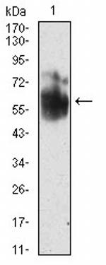 SHC Antibody in Western Blot (WB)