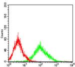 SLUG Antibody in Flow Cytometry (Flow)