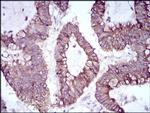 SLUG Antibody in Immunohistochemistry (Paraffin) (IHC (P))