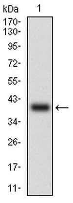 SLUG Antibody in Western Blot (WB)