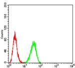 TERT Antibody in Flow Cytometry (Flow)