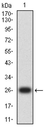 TIA-1 Antibody in Western Blot (WB)