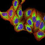 TLR9 Antibody in Immunocytochemistry (ICC/IF)