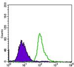 53BP1 Antibody in Flow Cytometry (Flow)