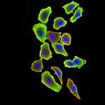 TRAF2 Antibody in Immunocytochemistry (ICC/IF)