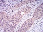 TRAF2 Antibody in Immunohistochemistry (Paraffin) (IHC (P))