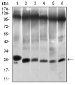 TWIST1 Antibody in Western Blot (WB)