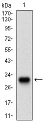 TWIST1 Antibody in Western Blot (WB)