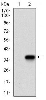 TWIST1 Antibody in Western Blot (WB)