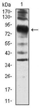 Villin Antibody in Western Blot (WB)