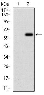 Villin Antibody in Western Blot (WB)